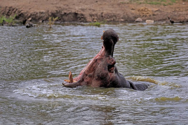 Hippopotamus (Hippopatamus amphibius), adult, in water, yawning, threatening, Kruger, Kruger National Park, South Africa