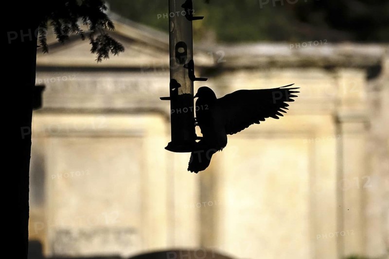 Pigeon at a feeding place, summer, Germany
