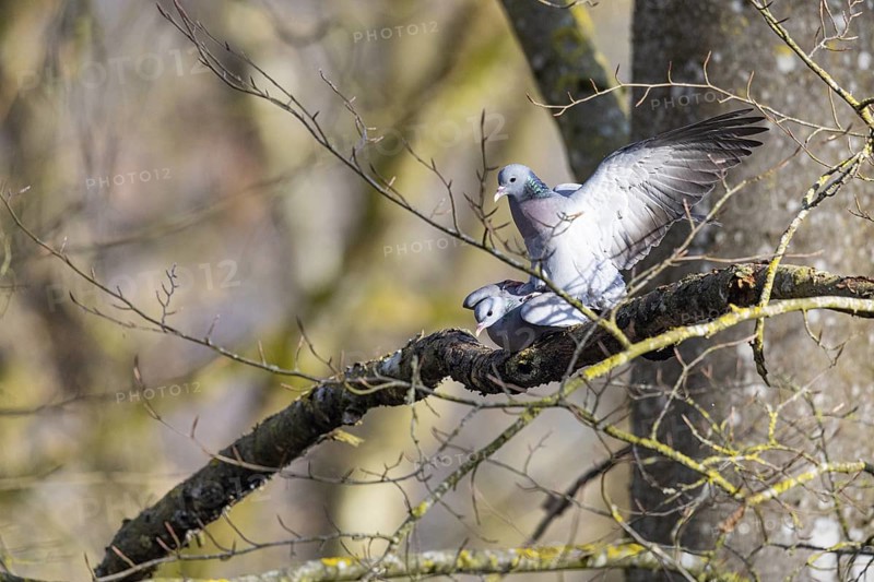 Stock Dove (Columba oenas) Pairs Germany