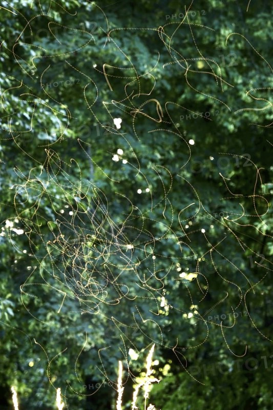 Summer evening in a park, insect flight, Germany