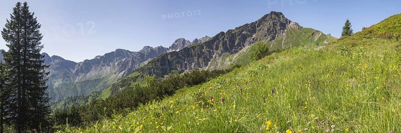 Panorama over a mountain flower meadow in front of the Kanzelwand, 2058m, border mountain in the Allgäu Alps, over which the border between Bavaria, Germany and Vorarlberg, Austria runs, Allgäu Alps, Allgäu, Bavaria, Germany