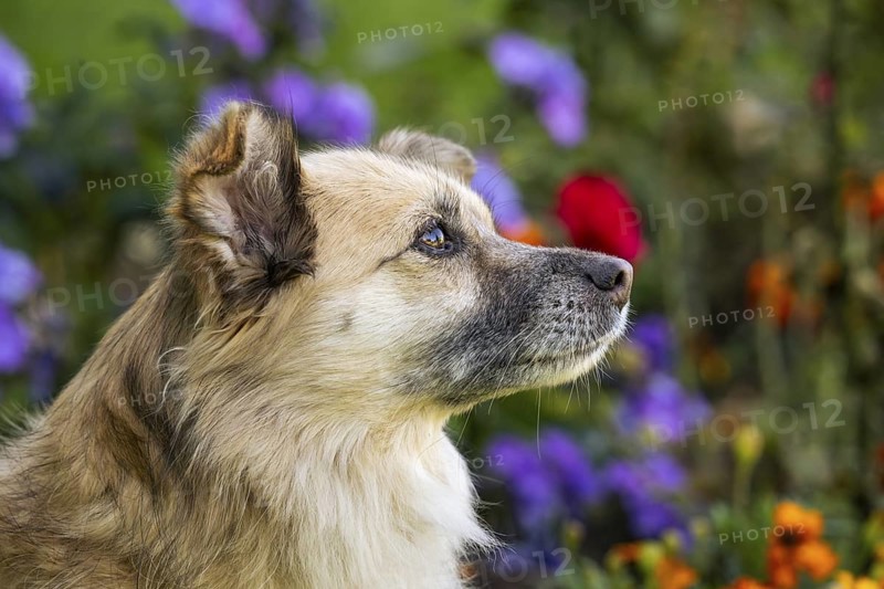 Light brown mixed-breed dog, medium-length coat, portrait, in the garden. Older dog, white muzzle. Germany