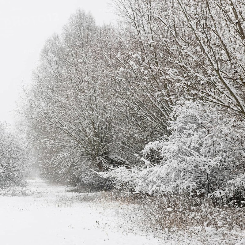Onset of winter... Meerbusch (Rhineland) near Düsseldorf, snow-covered bushes and trees after a sudden onset of winter with heavy snowfall, local nature, landscapes in the snow, rare weather conditions in the Rhineland, Lower Rhine, Meerbusch, North Rhine-Westphalia, Germany, Western Europe