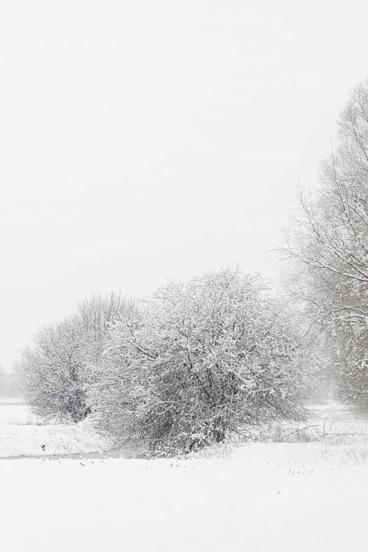 Onset of winter... Meerbusch (Rhineland) near Düsseldorf, snow-covered bushes and trees after a sudden onset of winter with heavy snowfall, local nature, landscapes in the snow, rare weather conditions in the Rhineland, Lower Rhine, Meerbusch, North Rhine-Westphalia, Germany, Western Europe