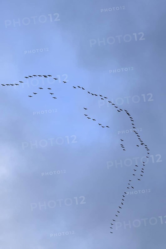 Cranes, grey cranes (Grus grus), crane migration, return of the cranes, cranes flying over, large flock of cranes, heralds of spring, large flock in flight, bird migration, typical flight formation, silhouettes in the sky, cranes returning, flying over Germany, bird migration in spring and autumn, native wildlife, native nature, Sauerland, North Rhine-Westphalia, Germany, Western Europe