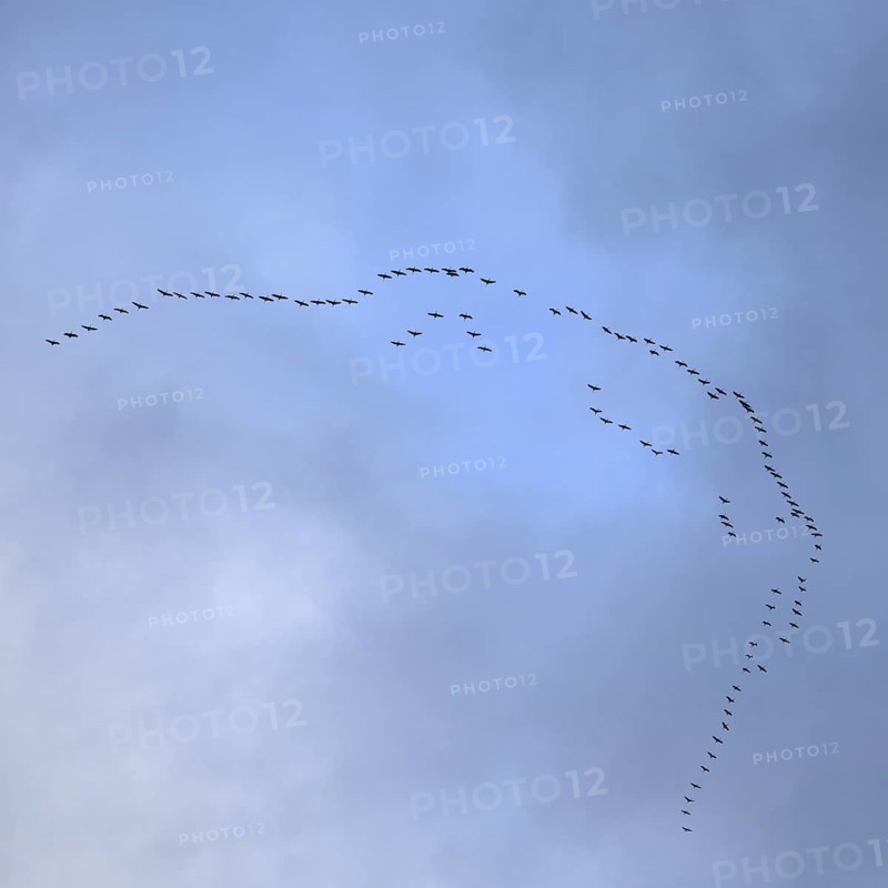 Cranes, grey cranes (Grus grus), crane migration, return of the cranes, cranes flying over, large flock of cranes, heralds of spring, large flock in flight, bird migration, typical flight formation, silhouettes in the sky, cranes returning, flying over Germany, bird migration in spring and autumn, native wildlife, native nature, Sauerland, North Rhine-Westphalia, Germany, Western Europe