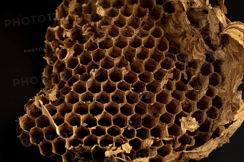 Piece of honeycomb from an abandoned hornet's nest against a black background