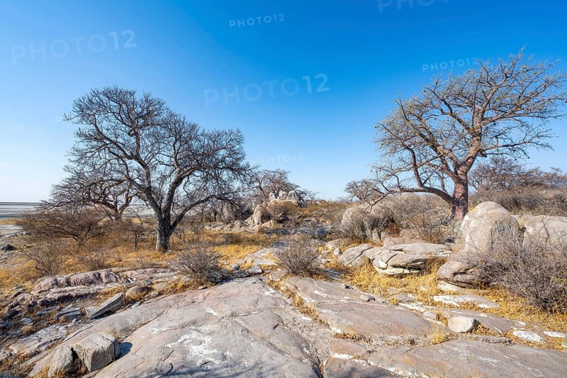 African baobab or baobab tree (Adansonia digitata), several trees, Kubu Island (Lekubu), Sowa Pan, Makgadikgadi salt pans, Botswana