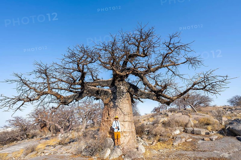 Tourist standing in front of a large baobab, African baobab or baobab tree (Adansonia digitata), Kubu Island (Lekubu), Sowa Pan, Makgadikgadi salt pans, Botswana