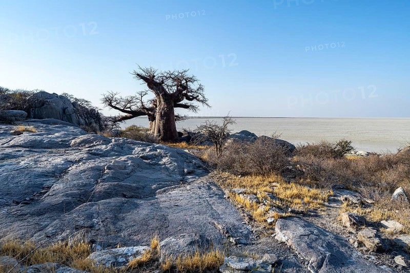 African baobab or baobab tree (Adansonia digitata), overlooking the salt pan, Kubu Island (Lekubu), Sowa Pan, Makgadikgadi Salt Pans, Botswana