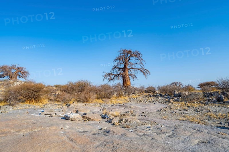 African baobab or baobab tree (Adansonia digitata), Kubu Island (Lekubu), Sowa Pan, Makgadikgadi salt pans, Botswana