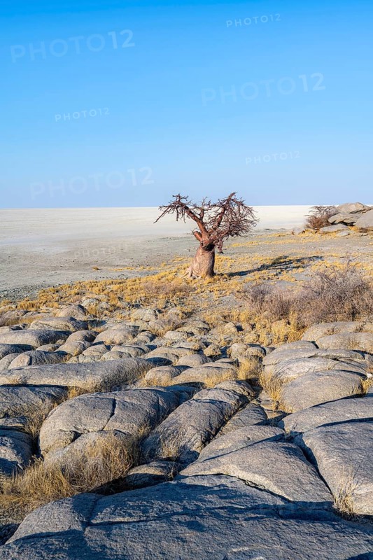 African baobab or baobab tree (Adansonia digitata), overlooking the salt pan, Kubu Island (Lekubu), Sowa Pan, Makgadikgadi Salt Pans, Botswana