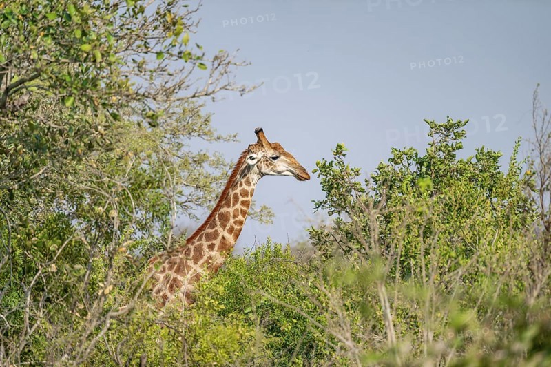 Cape giraffe (Giraffa giraffa giraffa) behind bushes, Kruger National Park, South Africa