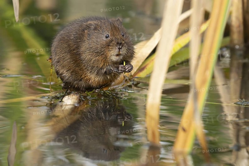 Water vole (Arvicola amphibius) adult rodent animal feeding in a reedbed in a pond in summer, Suffolk, England, United Kingdom