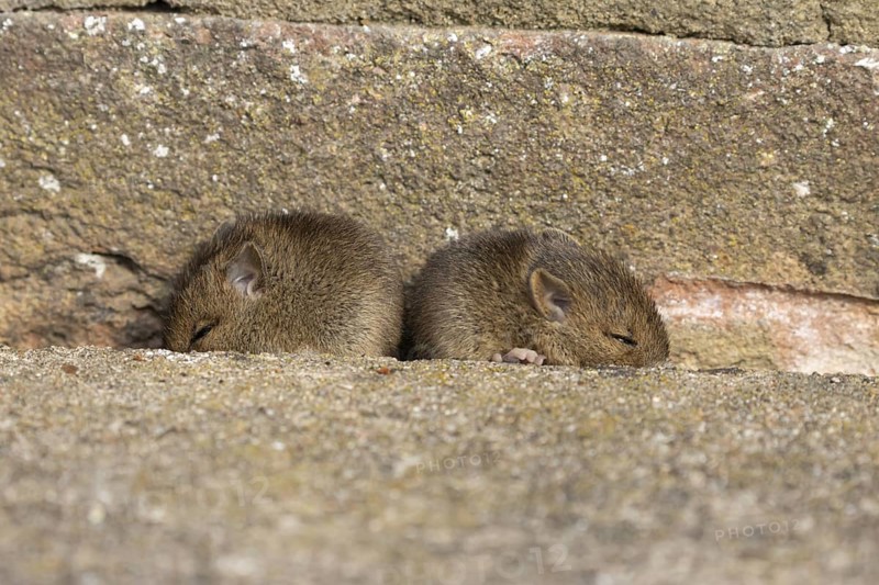 Brown rat (Rattus norvegicus) two juvenile baby rodent animals sleeping by a hole in an urban building, England, United Kingdom