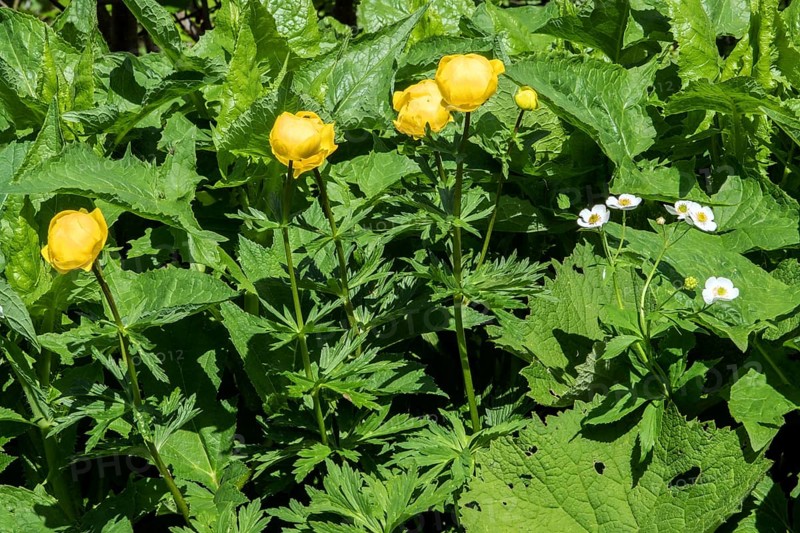 European Trollflower (Trollius europaeus), Oberstdorf, Oberallgäu, Allgäu, Bavaria, Germany