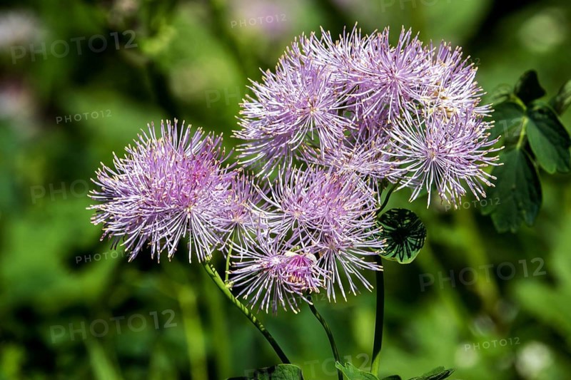 Greater meadow-rue (Thalictrum aquilegiifolium), also known as Amstel's rue, Oberstdorf, Oberallgäu, Allgäu, Bavaria, Germany