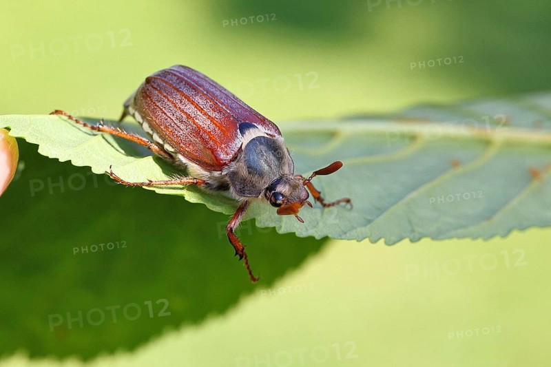 May beetle, wood cockchafer (Melolontha hippocastani), male, on leaf of a horse chestnut (Aesculus hippocastanum), close-up, Wilnsdorf, North Rhine-Westphalia, Germany