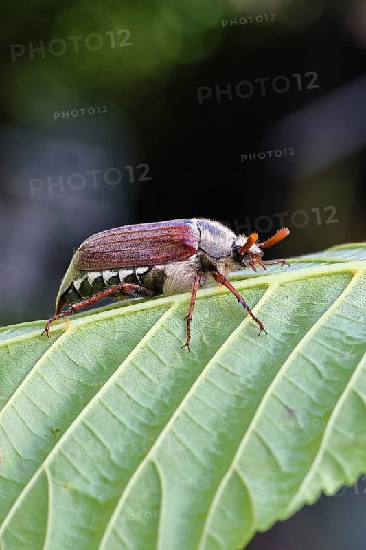 May beetle, wood cockchafer (Melolontha hippocastani), male, on leaf of a horse chestnut (Aesculus hippocastanum), close-up, Wilnsdorf, North Rhine-Westphalia, Germany