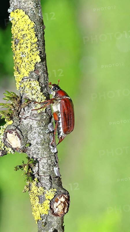 May beetle, wood cockchafer (Melolontha hippocastani), female, on a branch covered with lichen, close-up, Wilnsdorf, North Rhine-Westphalia, Germany