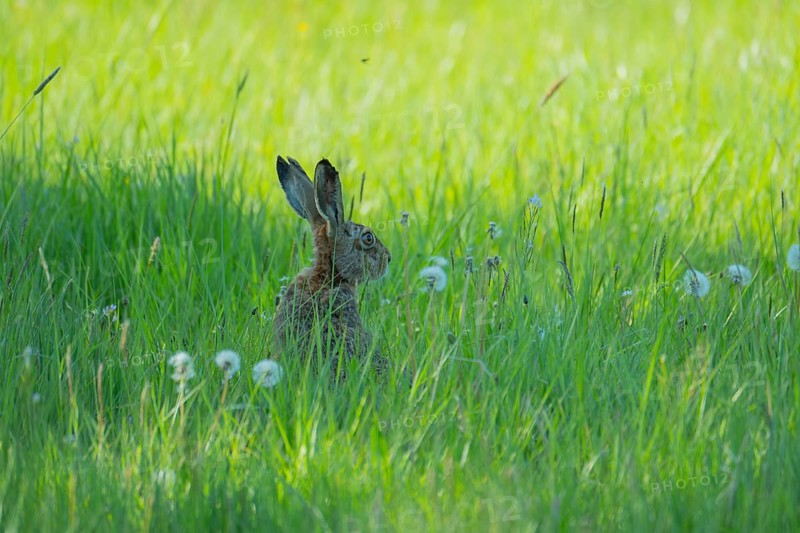 A hare (Lepus europaeus) sitting in the grass, animal photo, nature photo, wildlife, fauna, Neustadt am Rübenberge, Hanover Region, Lower Saxony, Germany