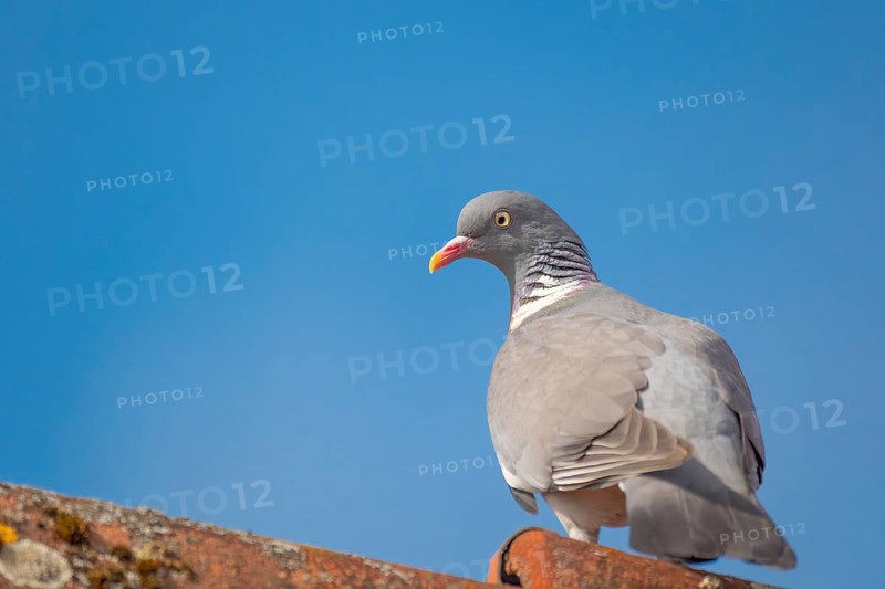A wood pigeon (Columba palumbus) sitting on the roof ridge of a house, animal photo, bird, bird species, nature photo, wildlife, fauna, Neustadt am Rübenberge, Hanover Region, Lower Saxony, Germany