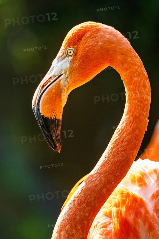 American flamingo, Phoenicopterus ruber, group of birds