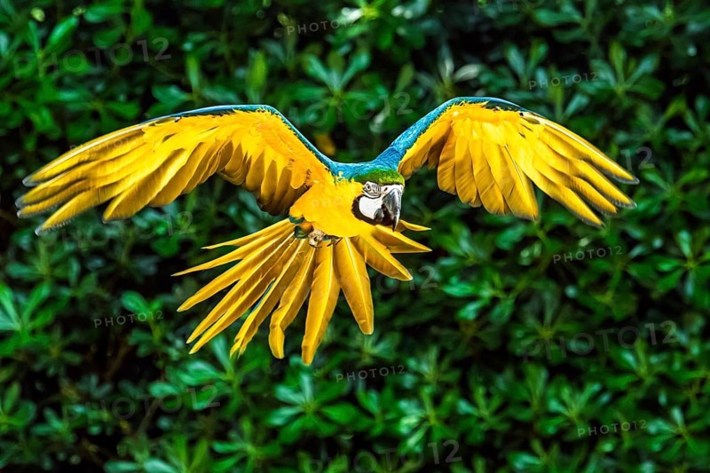 Blue-and-yellow macaw, Ara ararauna, bird in flight