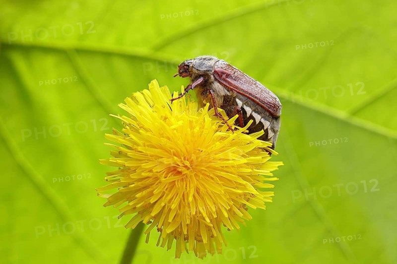 Cockchafer, field cockchafer (Melolontha melolontha), female on a dandelion (Taraxacum) flower, Wilnsdorf, North Rhine-Westphalia, Germany