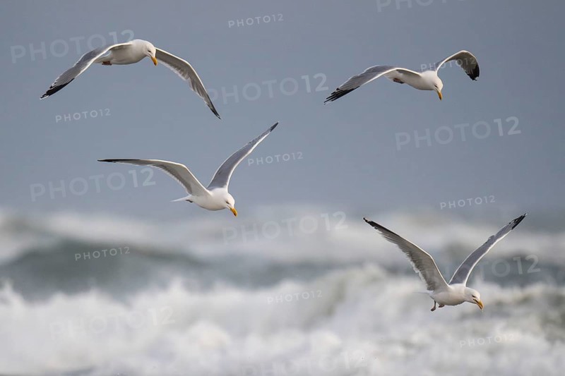 Herring gulls (Larus argentatus) in flight over the surf looking for starfish, Hvide Sande, North Sea, Denmark