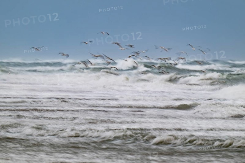 Herring gulls (Larus argentatus) in flight over the surf looking for starfish, wipe image, long exposure, Hvide Sande, North Sea, Denmark