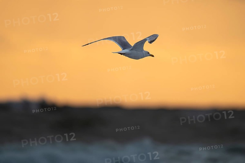 Herring gull (Larus argentatus) in flight over the surf looking for starfish, evening mood, Hvide Sande, North Sea, Denmark