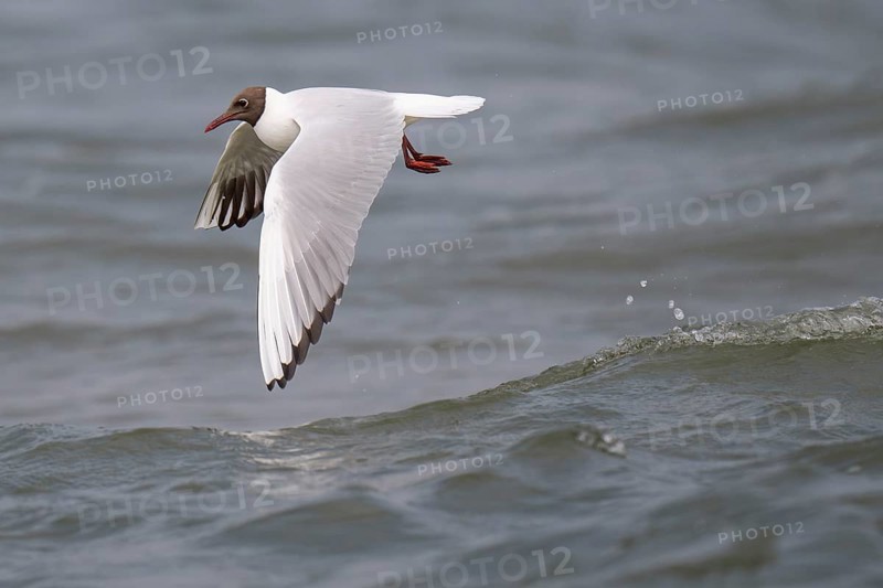 Black-headed gull (Chroicocephalus ridibundus) in summer plumage, flying above the sea surface, looking for small fish, near Hvide Sande, Ringkøbing Fjord, North Sea, Denmark