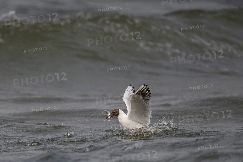 Black-headed gull (Chroicocephalus ridibundus) in summer plumage, swimming with a small fish in its beak, near Hvide Sande, Ringkøbing Fjord, North Sea, Denmark