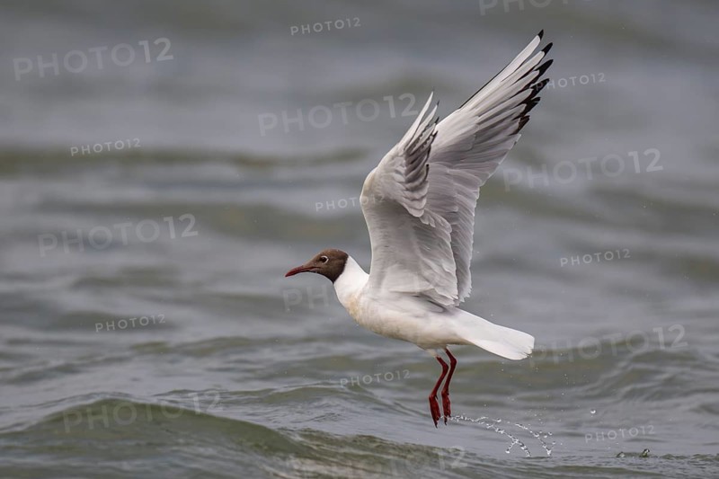 Black-headed gull (Chroicocephalus ridibundus) in summer plumage, in flight above the sea surface looking for small fish, near Hvide Sande, Ringkøbing Fjord, North Sea, Denmark