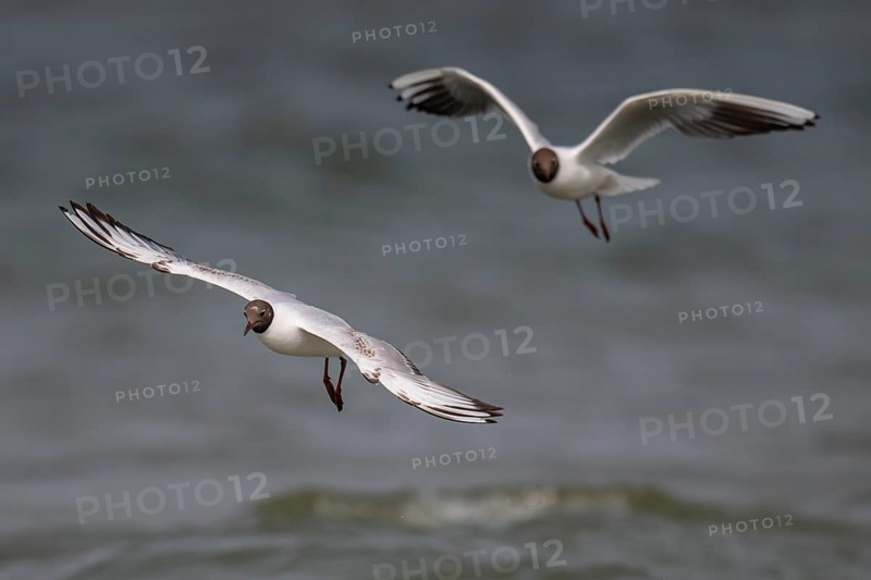 Black-headed gulls (Chroicocephalus ridibundus) in summer plumage, flying above the sea surface, looking for small fish, near Hvide Sande, Ringkøbing Fjord, North Sea, Denmark