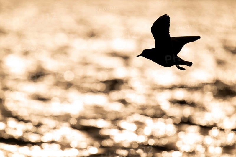 Black-headed gull (Chroicocephalus ridibundus) in flight over the sea surface, looking for small fish, backlight, silhouette, near Hvide Sande, Ringkøbing Fjord, North Sea, Denmark