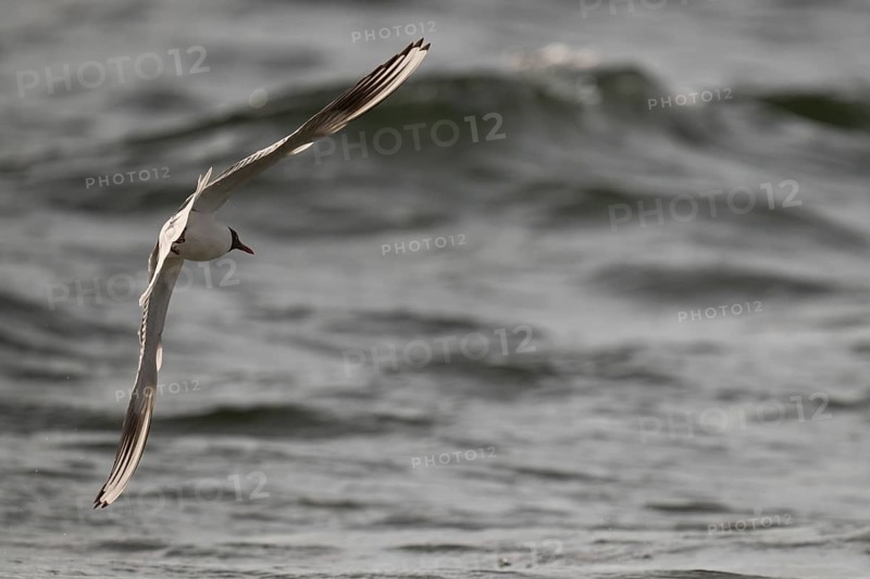 Black-headed gull (Chroicocephalus ridibundus) in summer plumage, flying above the sea surface, looking for small fish, near Hvide Sande, Ringkøbing Fjord, North Sea, Denmark