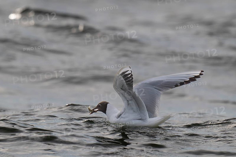 Black-headed gull (Chroicocephalus ridibundus) in summer plumage, swimming on the sea surface with a small fish in its beak, near Hvide Sande, Ringkøbing Fjord, North Sea, Denmark