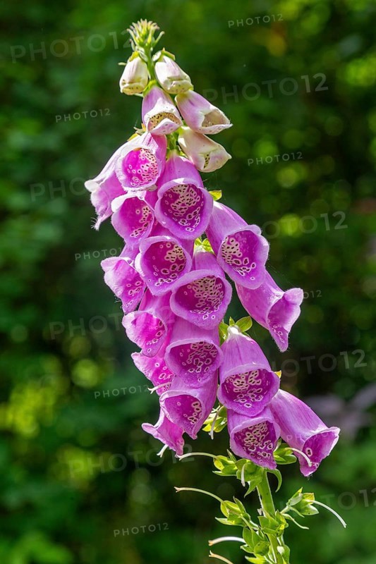Common foxglove (Digitalis purpurea), Sieversen, Rosengarten, Lower Saxony, Germany