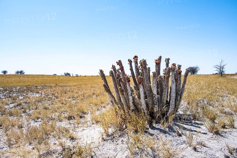 Flowering cactus (Hoodia currorii) in arid landscape, Makgadikgadi salt pans, Botswana