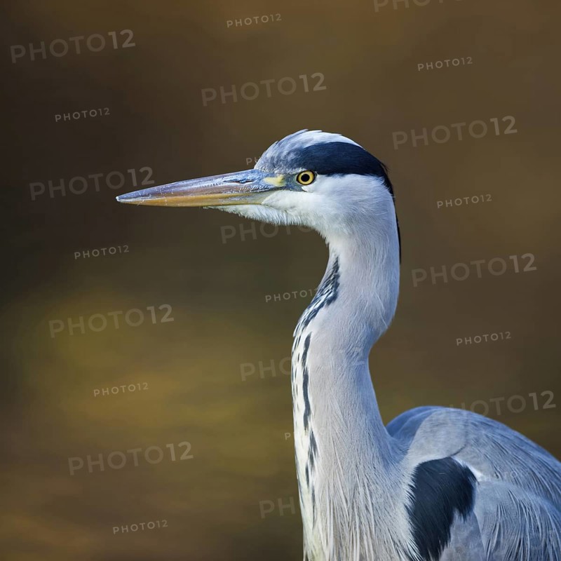 Portrait at the city pond...Grey heron (Ardea cinerea), detailed close-up, head portrait in front of atmospheric, natural background, autumnal colours, native nature, Rhineland, Lower Rhine, North Rhine-Westphalia, Germany, Western Europe