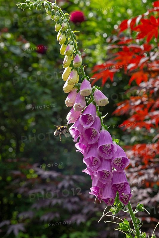 Common foxglove (Digitalis purpurea), bumblebee approaching, Sieversen, Rosengarten, Lower Saxony, Germany