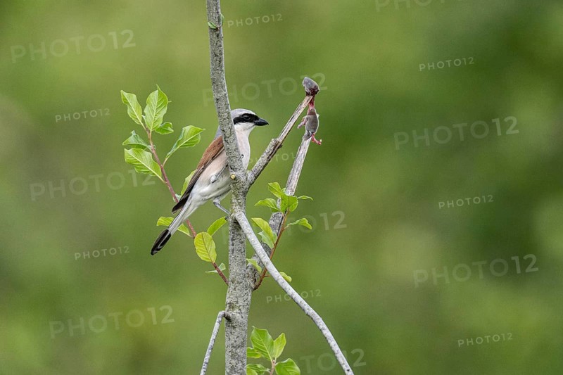 Red-backed shrike (Lanius collurio) with impaled mouse, Emsland, Lower Saxony, Germany