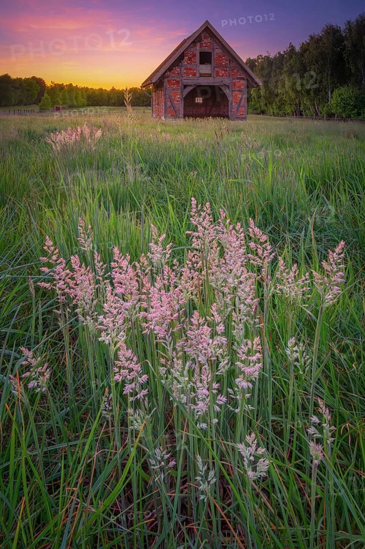 View of grasses and an open half-timbered barn standing on a pasture in the sunset, meadow, spring, awakening, new, colours, season, landscape photo, nature photo, flora, fauna, landscape format, pasture, grasses, lowland, sky, clouds, Stöckse, Steimbke, Nienburg Weser, Lower Saxony, Germany