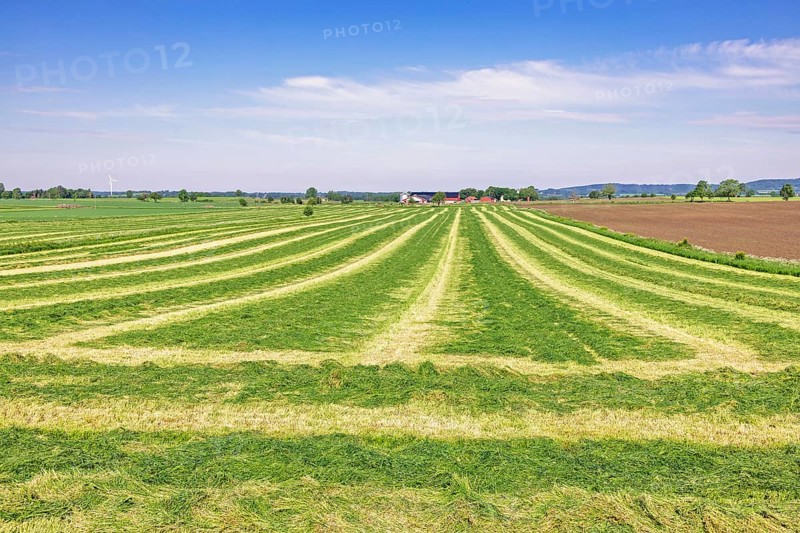 Freshly cut grass in swaths on a field for silage in a agricultural landscape a sunny summer day, Sweden