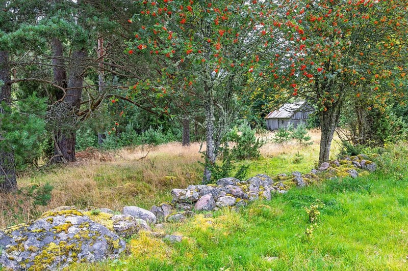 Stone wall in a pasture by a rowan tree with red berries and a old wooden barn by the forest edge in a cultural landscape, Sweden