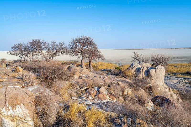 African baobab or baobab tree (Adansonia digitata), several trees overlooking the salt pan, Kubu Island (Lekubu), Sowa Pan, Makgadikgadi Salt Pans, Botswana