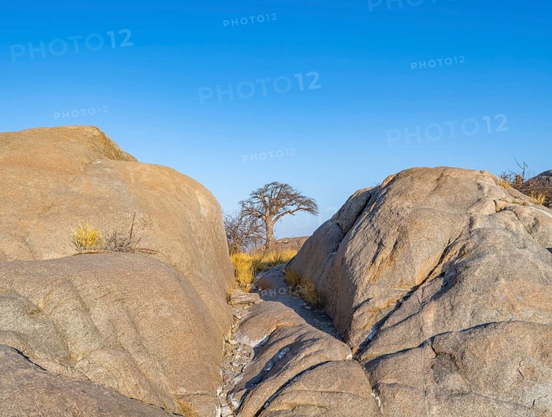 Round rocks and African baobab (Adansonia digitata), in the evening light, Kubu Island (Lekubu), Sowa Pan, Makgadikgadi salt pans, Botswana