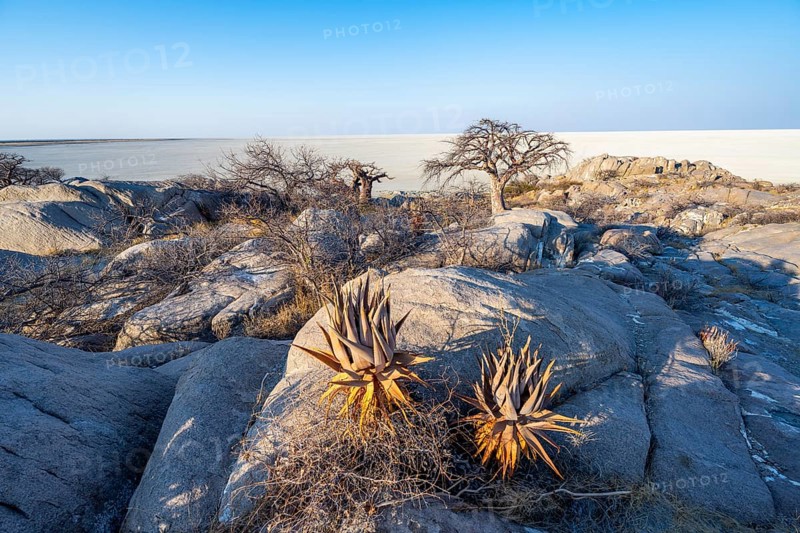 African baobab or baobab tree (Adansonia digitata), between round rocks with view over the salt pan in the evening light, Kubu Island (Lekubu), Sowa Pan, Makgadikgadi salt pans, Botswana